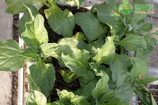 冰菜的种植方法-图片版权归惠农网所有