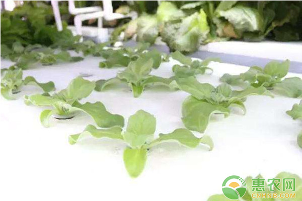 冰菜的种植方法-图片版权归惠农网所有