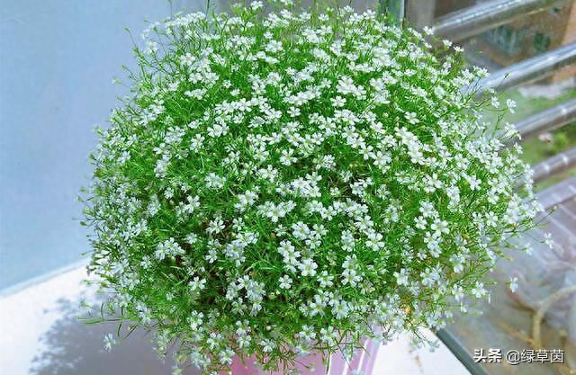 满天星种植技巧与插花应用：易上手且开花爆盆的鲜切花