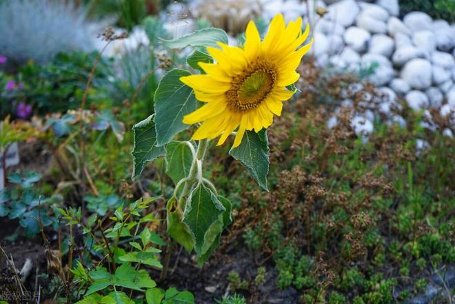 矮向日葵种植全攻略：方法、技巧与注意事项详解