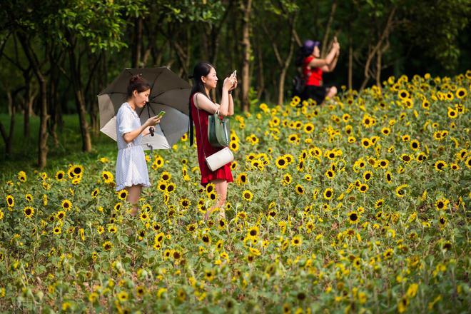 矮向日葵种植全攻略：方法、技巧与注意事项详解