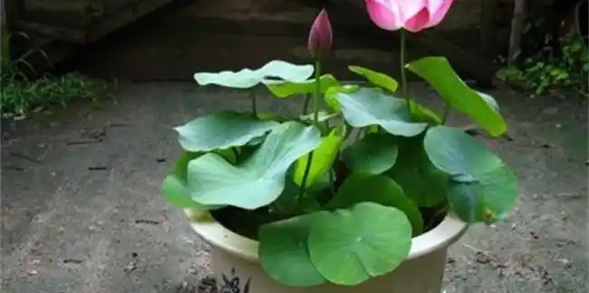 碗莲土栽方法：简单易行的养殖技巧与步骤详解