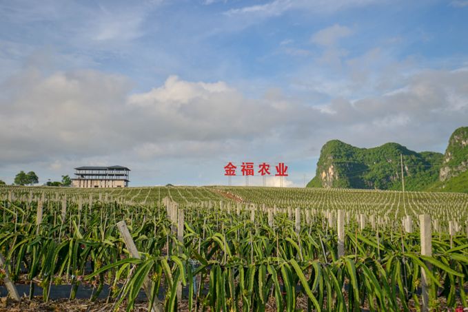 第15届广西农交会南宁展区果蔬购物攻略，买买买必看