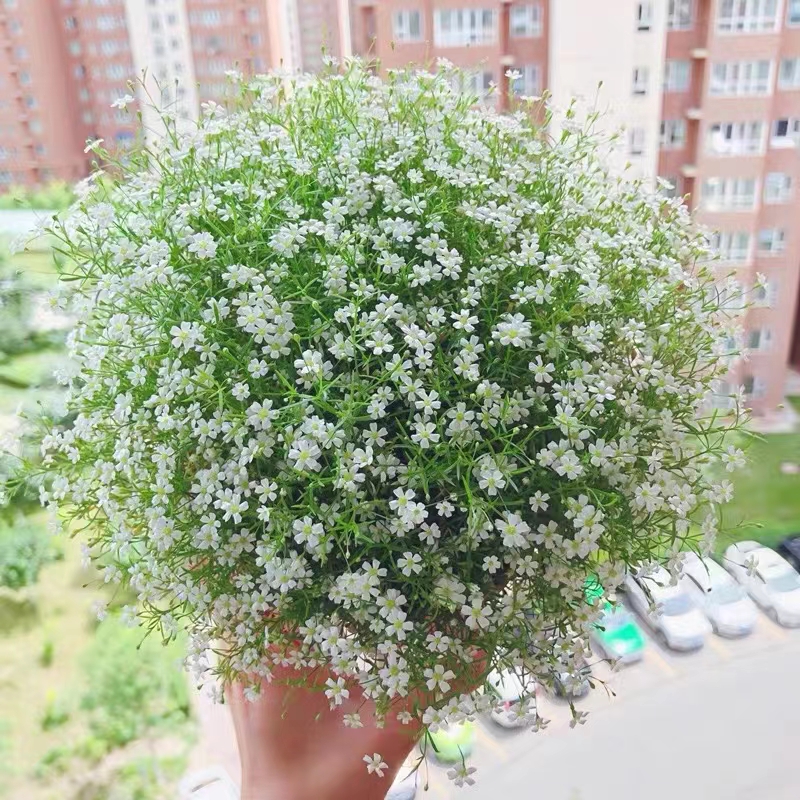 吉普赛满天星养植全攻略：从播种到开花的详细指南