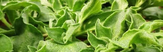 冰菜最佳种植时间、气候条件与种植技巧全解析