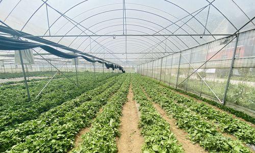 冰菜最佳种植时间、气候条件与种植技巧全解析