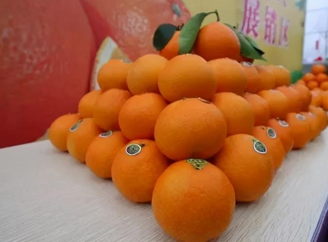 红美人柑橘种植指南：是否适合你的果园？