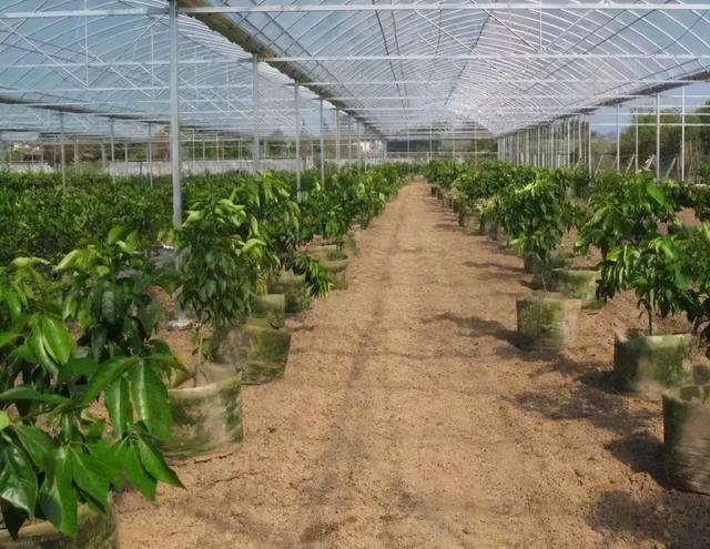 红美人柑橘种植指南：是否适合你的果园？
