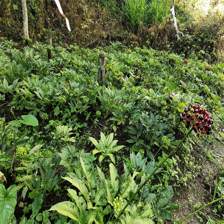 河北沧州沧县 竹节参天麻种植技术 重楼黄精种植基地 地苦胆白芨种植基地