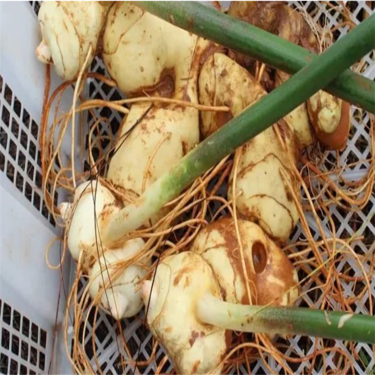 河北沧州沧县 竹节参天麻种植技术 重楼黄精种植基地 地苦胆白芨种植基地