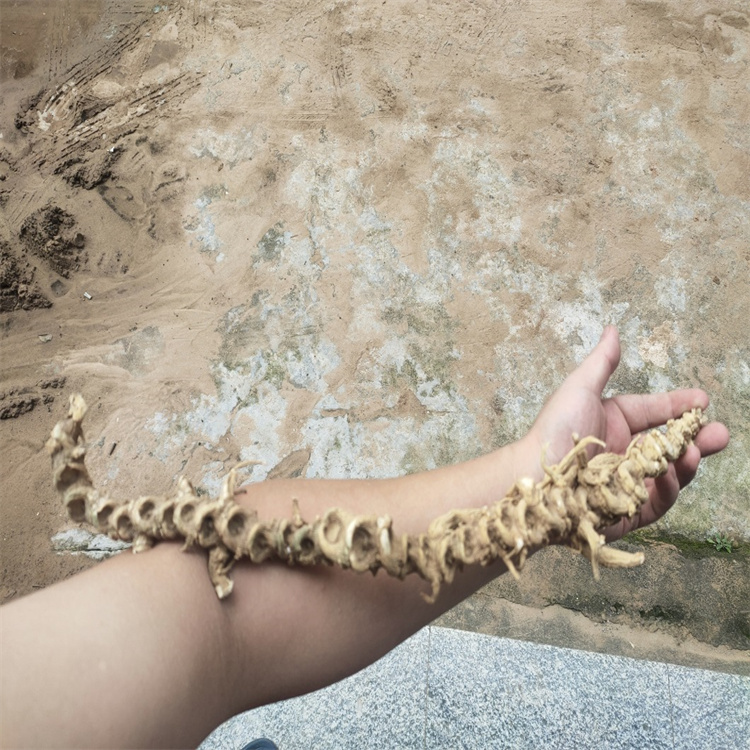 河北沧州沧县 竹节参天麻种植技术 重楼黄精种植基地 地苦胆白芨种植基地