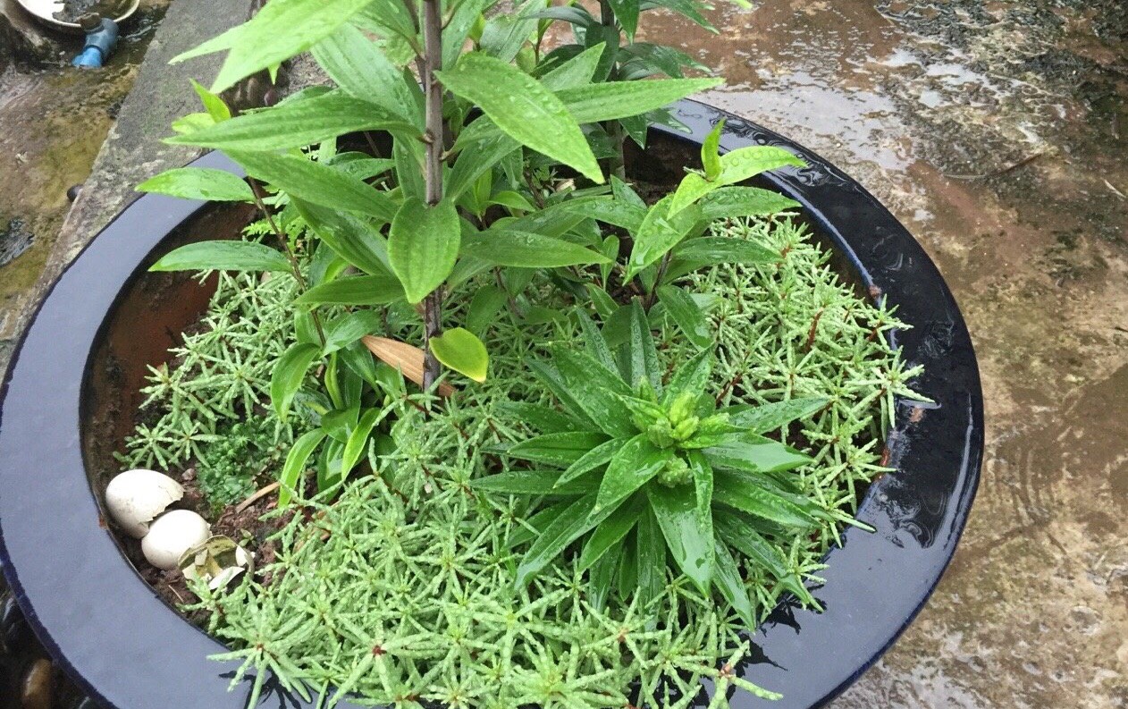 太阳花播种技巧：如何快速出苗、长势旺盛并开爆盆