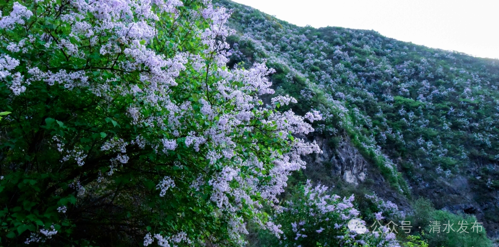 丁香花开，香约清水：以花为媒，遇见最美的清水风光