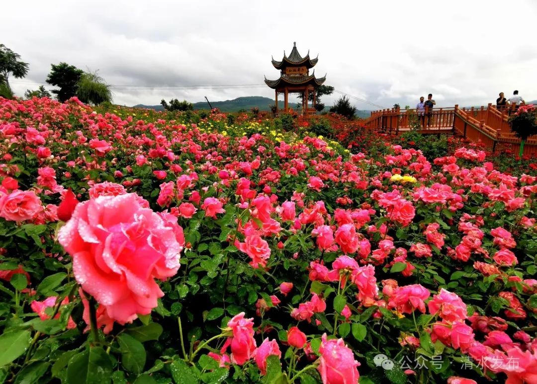 丁香花开，香约清水：以花为媒，遇见最美的清水风光