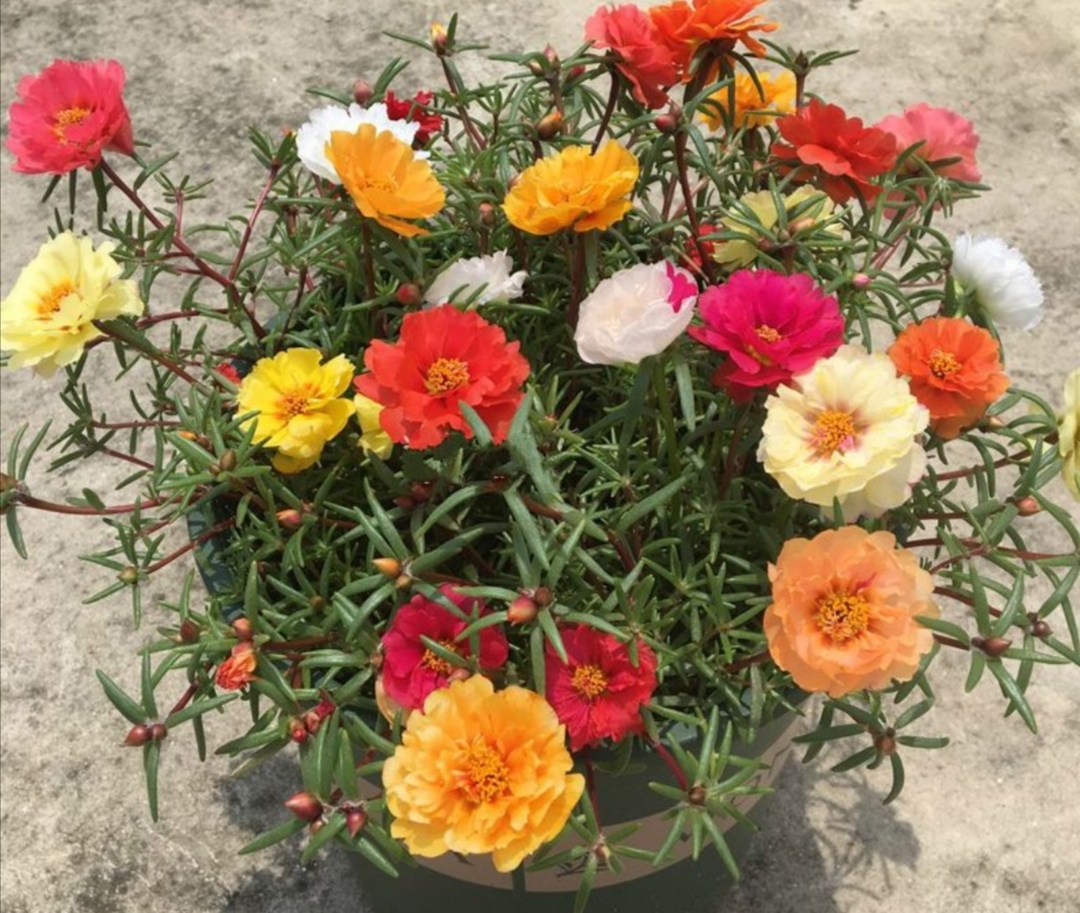 太阳花播种技巧：掌握这几个细节，让长势更旺、开花更多