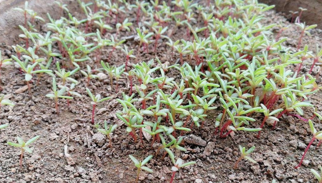 太阳花播种技巧：掌握这几个细节，让长势更旺、开花更多