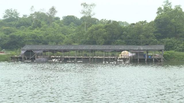 四会水库旁小龙虾养殖场助力乡村振兴，本地特色美味等你来尝