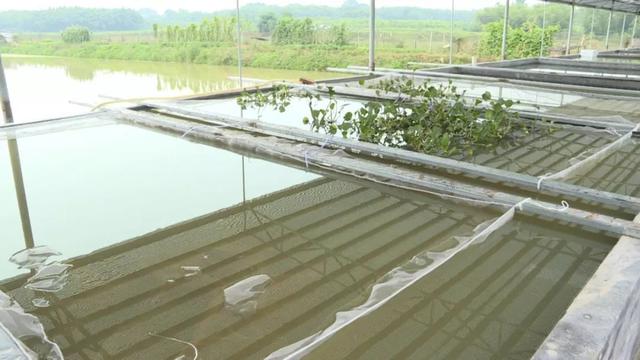 四会水库旁小龙虾养殖场助力乡村振兴，本地特色美味等你来尝