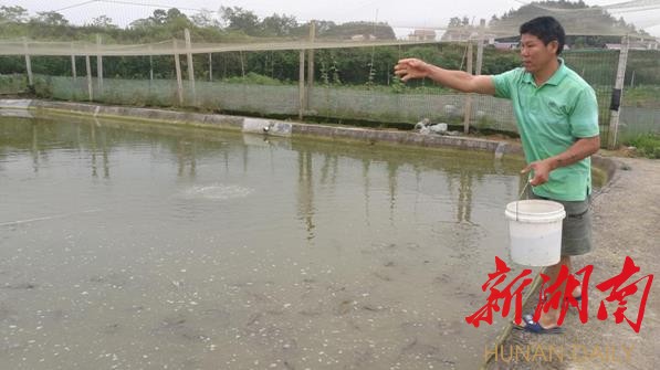 泥鳅大王变形计：揭秘泥鳅养殖与加工的全过程