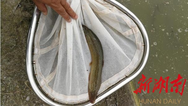泥鳅大王变形计：揭秘泥鳅养殖与加工的全过程