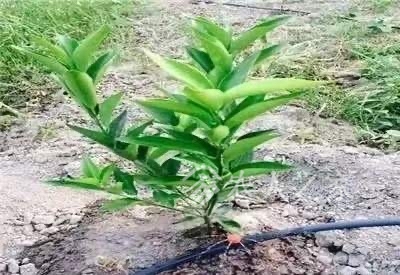 红菜苔的种植技术与管理_红苔菜种植视频_种红菜苔视频
