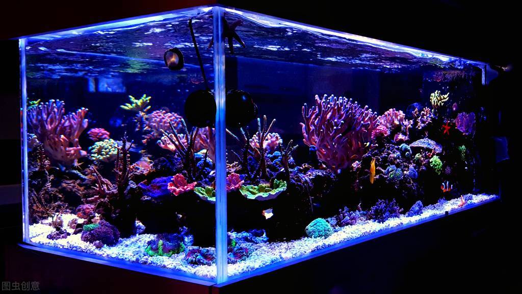 玩海水缸不困难！分享我的海缸经验与技巧