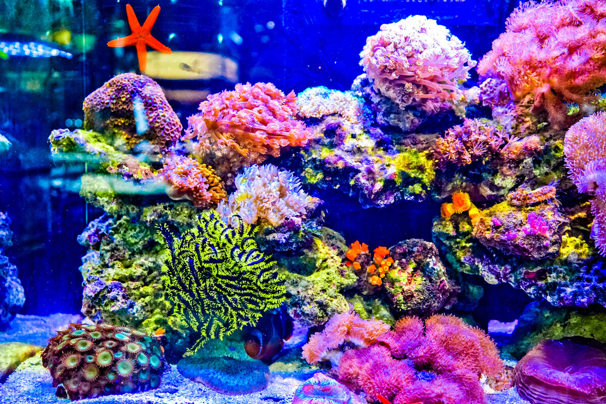 玩海水缸不困难！分享我的海缸经验与技巧