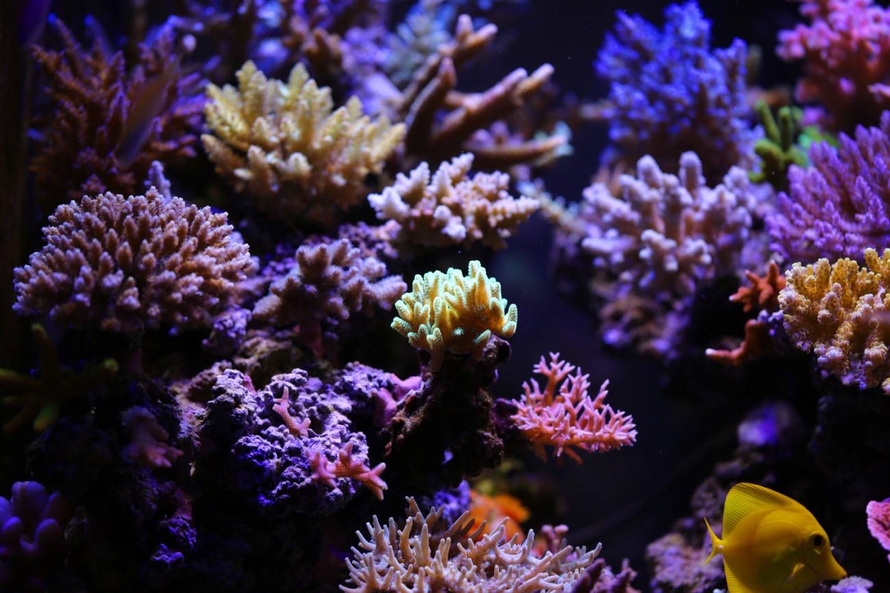 玩海水缸不困难！分享我的海缸经验与技巧