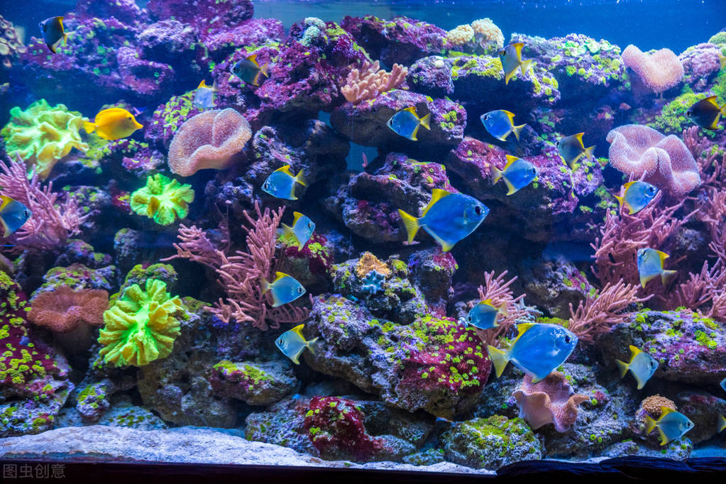玩海水缸不困难！分享我的海缸经验与技巧