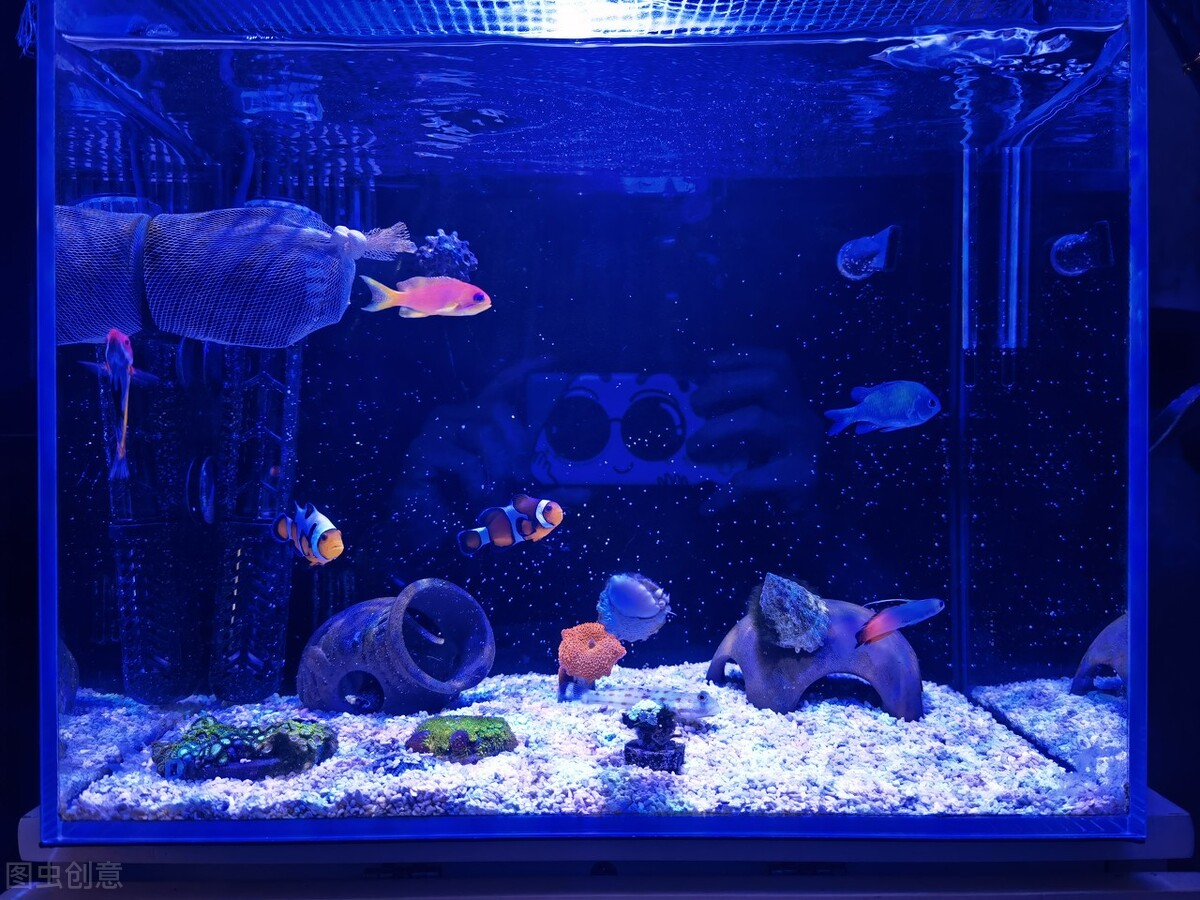玩海水缸不困难！分享我的海缸经验与技巧