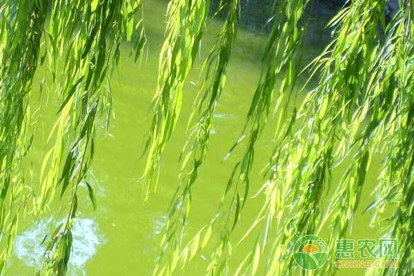 柳树开花是什么时候？几月结果？-图片版权归惠农网所有