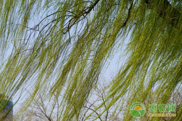 柳树开花是什么时候？几月结果？-图片版权归惠农网所有