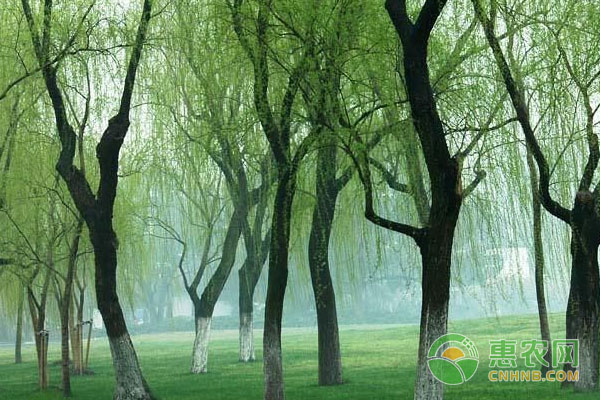 柳树开花是什么时候？几月结果？-图片版权归惠农网所有