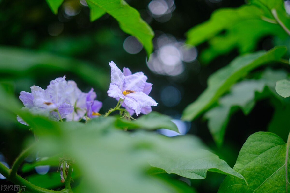 茄子种植技巧：整枝摘叶的三大诀窍，轻松提高茄子产量