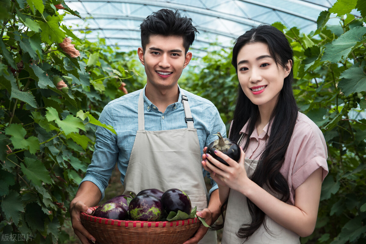 茄子种植技巧：整枝摘叶的三大诀窍，轻松提高茄子产量