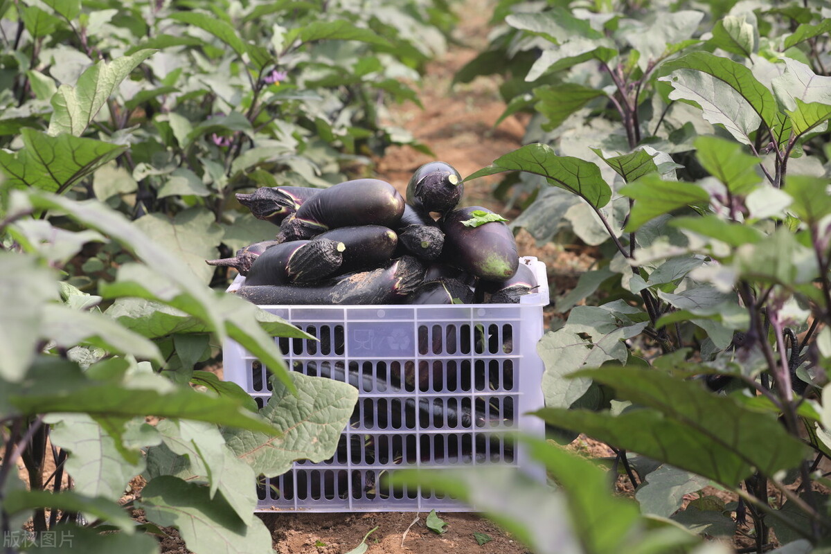 茄子种植技巧：整枝摘叶的三大诀窍，轻松提高茄子产量