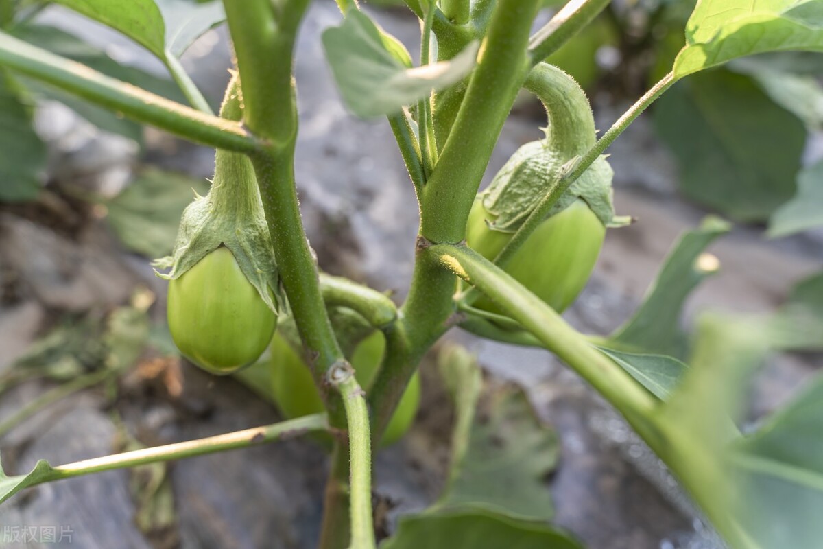 茄子种植技巧：整枝摘叶的三大诀窍，轻松提高茄子产量