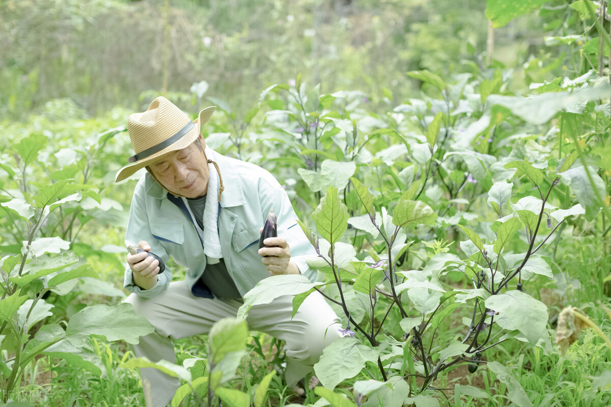 茄子种植技巧：整枝摘叶的三大诀窍，轻松提高茄子产量
