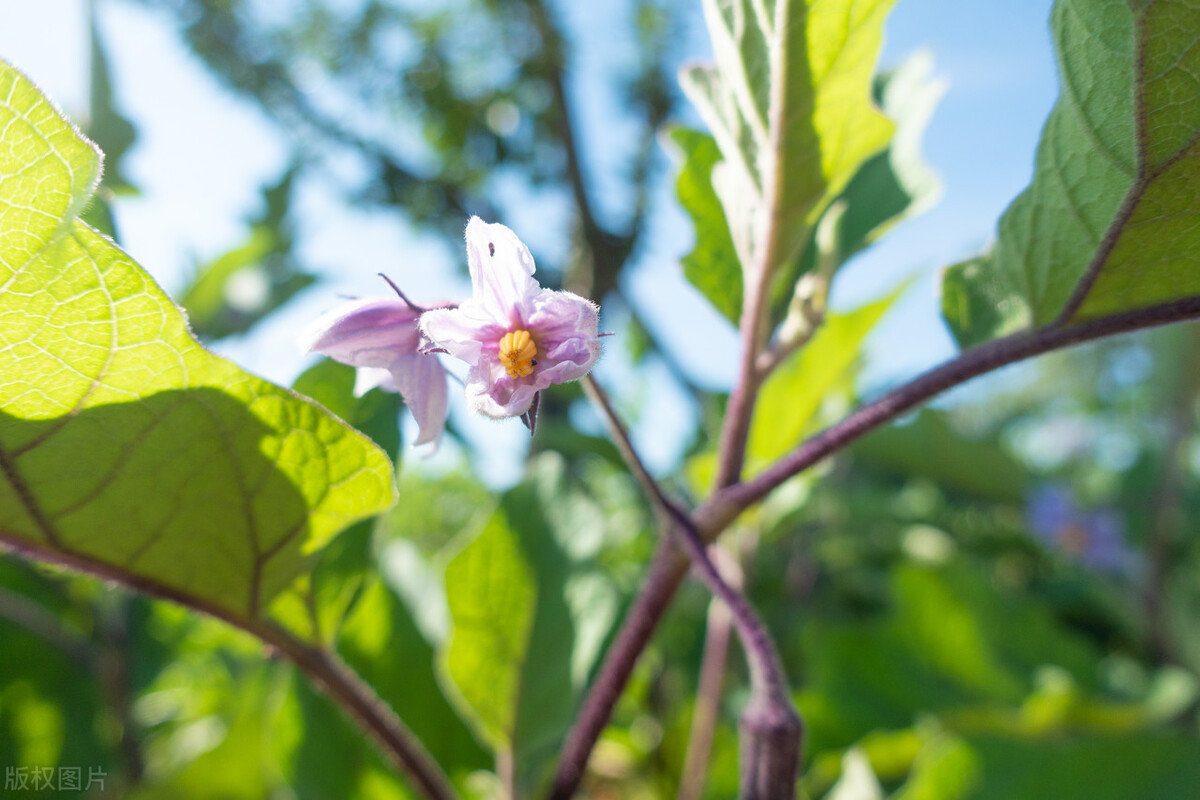 茄子种植技巧：整枝摘叶的三大诀窍，轻松提高茄子产量