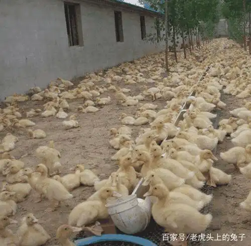 养殖场老板揭秘：一个月飙4斤的鸭子吃什么？否认使用激素