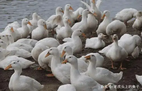 养殖场老板揭秘：一个月飙4斤的鸭子吃什么？否认使用激素
