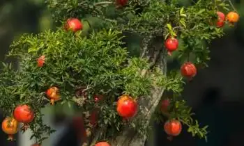 庭院种植4种低矮果树，好养又好看，还有果子吃，打造理想果园