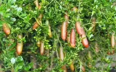 庭院种植4种低矮果树，好养又好看，还有果子吃，打造理想果园