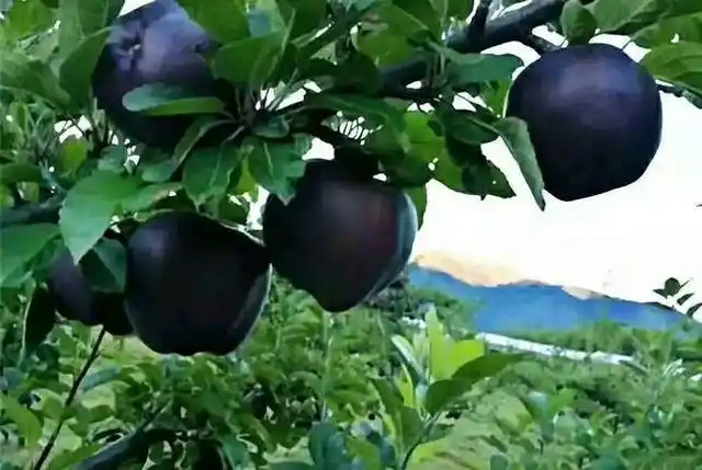 庭院种植4种低矮果树，好养又好看，还有果子吃，打造理想果园
