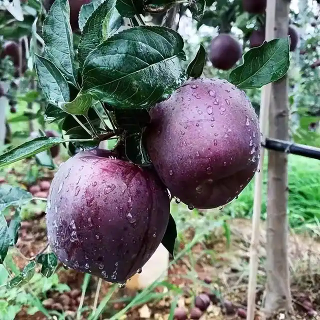 庭院种植4种低矮果树，好养又好看，还有果子吃，打造理想果园