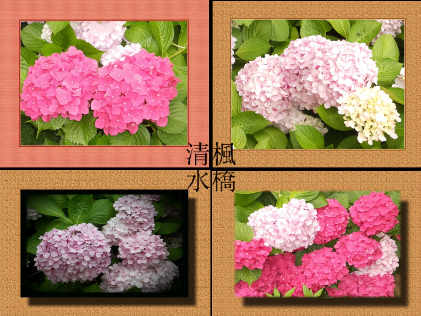 花的密语大揭秘：常见花的花语与朵数含义全解析