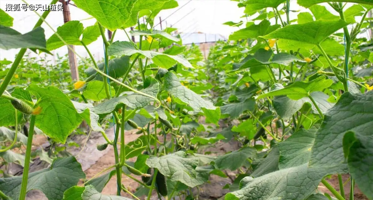 秋黄瓜种植最佳时间及技巧，助你收获满满