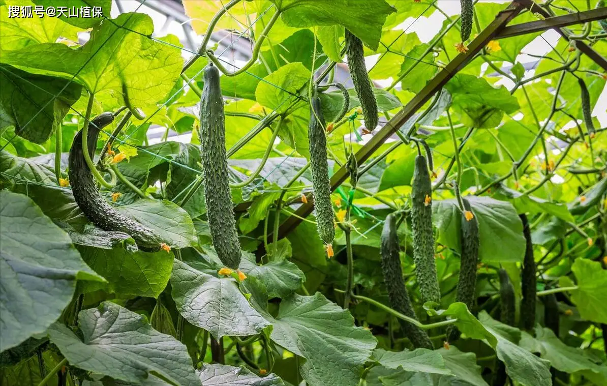 秋黄瓜种植最佳时间及技巧，助你收获满满