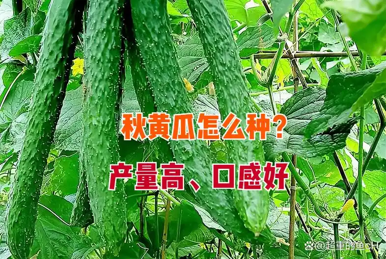 秋黄瓜最佳种植时间及高产技巧：老农经验分享