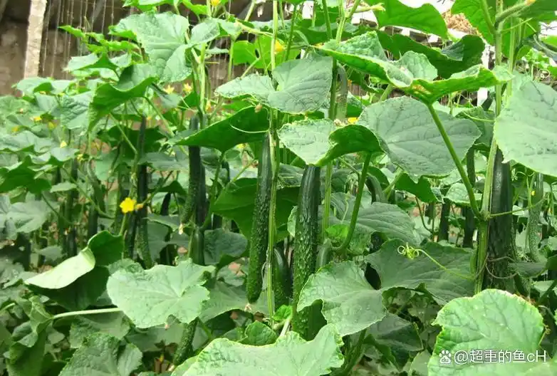 秋黄瓜最佳种植时间及高产技巧：老农经验分享